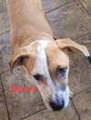 Daisey