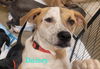 Daisey