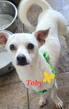 Toby