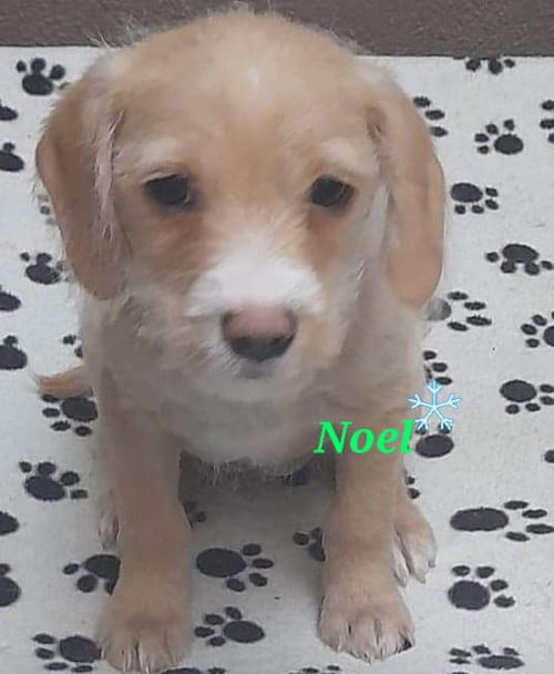 Noel