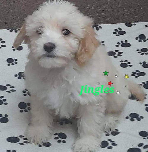 Jingles