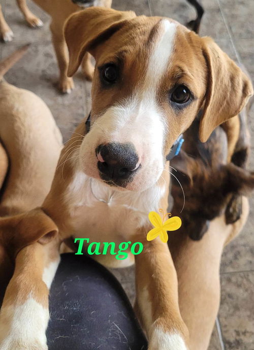 Tango