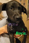Roca