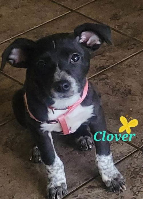 Clover