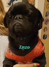 Enzo