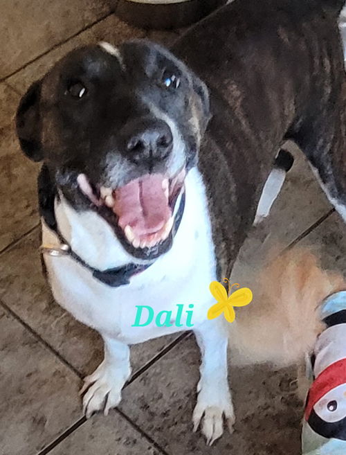 Dali