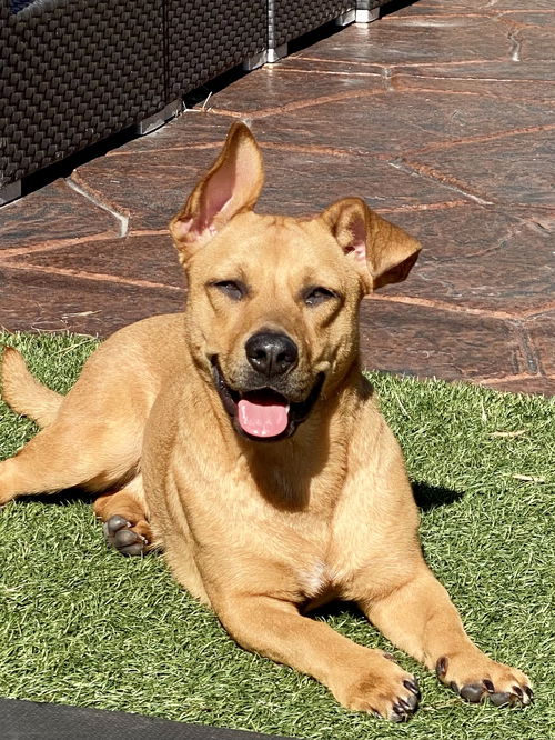 Penny