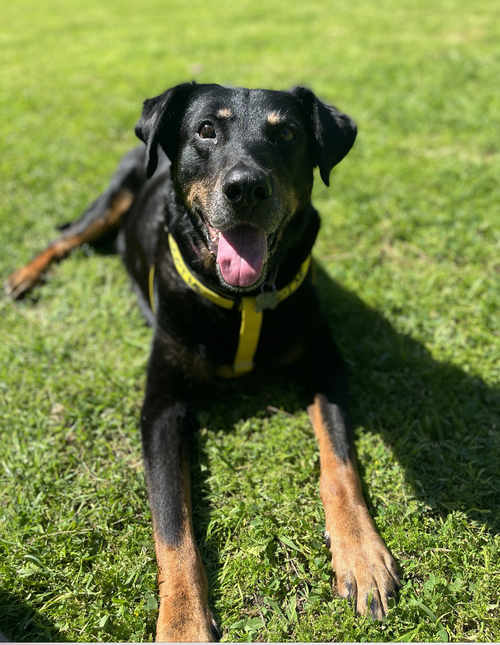 Beauceron labrador sale mix