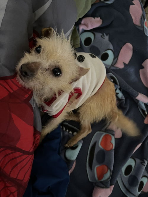 Chiquita