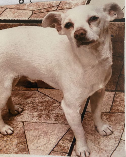 Peanut