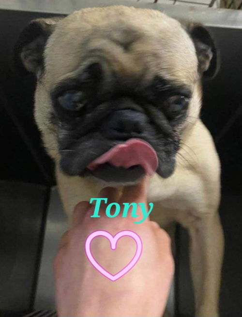 Tony