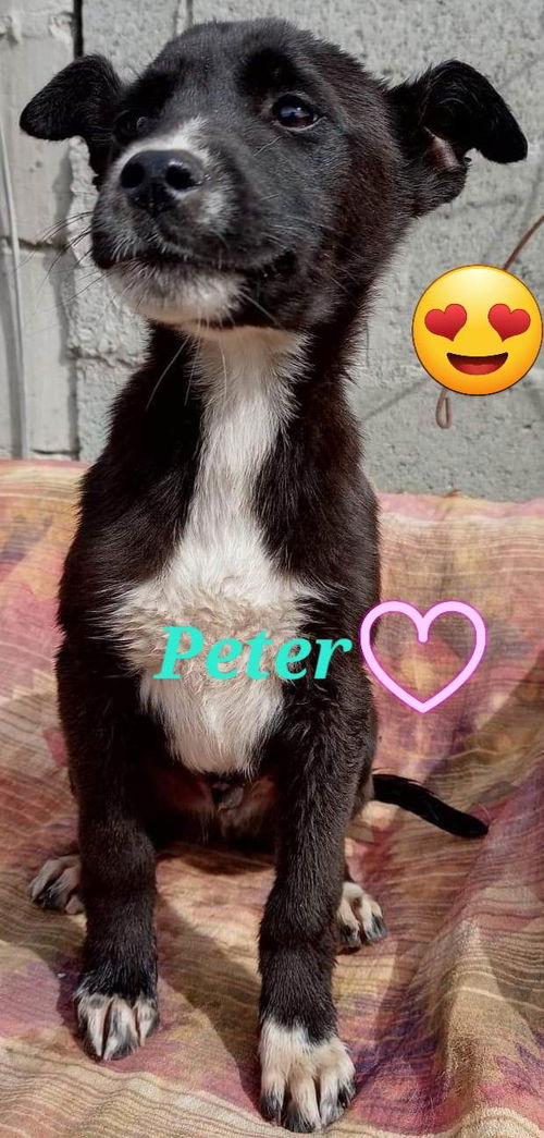 Peter