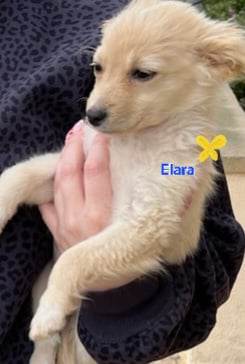 Elara