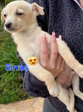 Sirrus