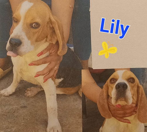 Lily