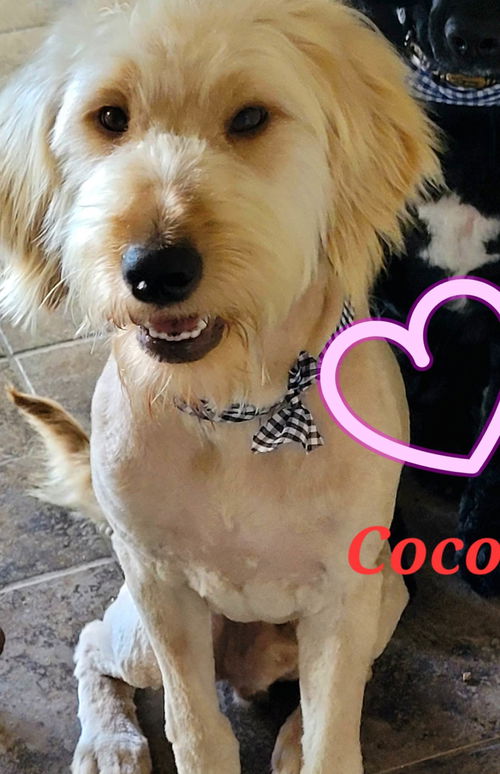 Coco