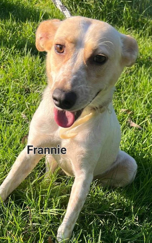 Frannie