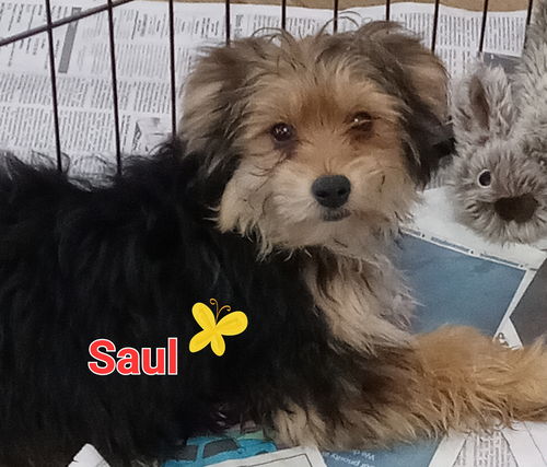 Saul