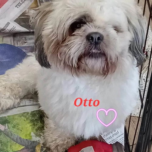 Otto