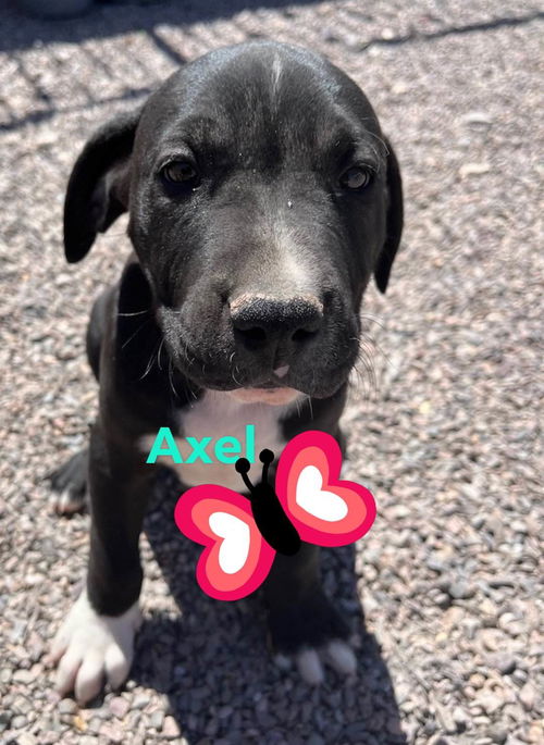 Axel