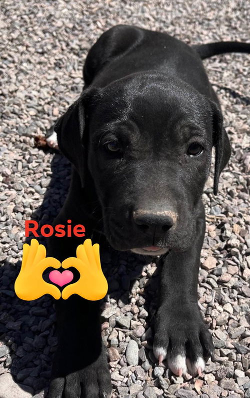 Rosie