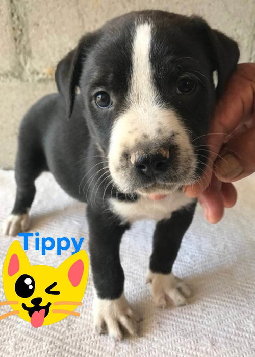 Tippy