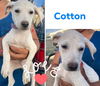 Cotton