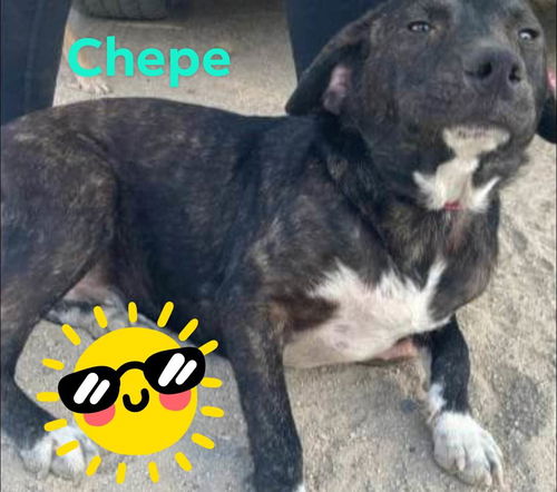 Chepe