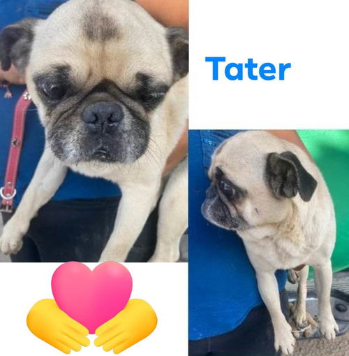 Tater