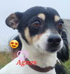 Agnes