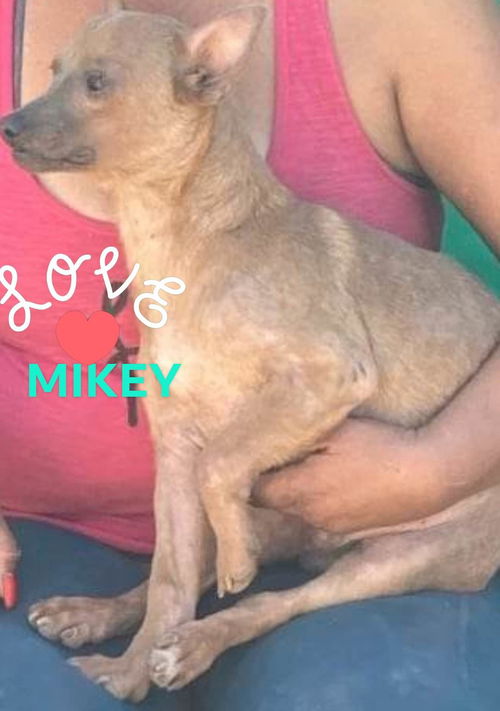 Mikey