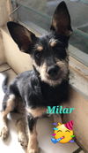 Milar