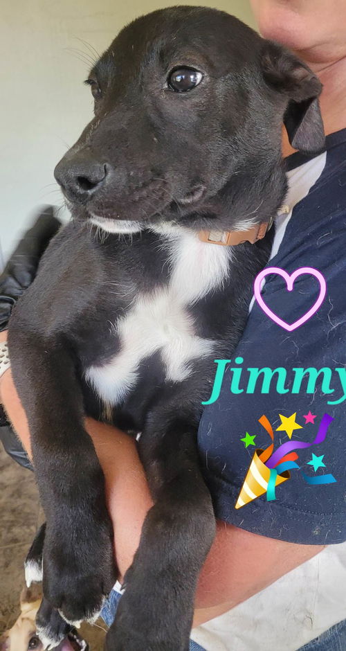 Jimmy