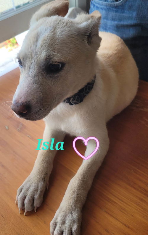 Isla