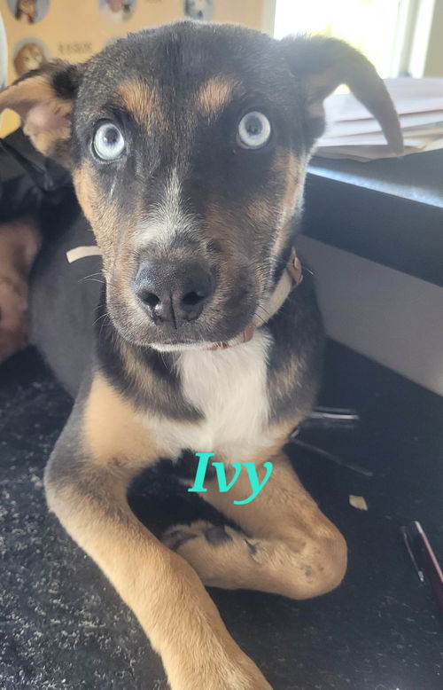 Ivy