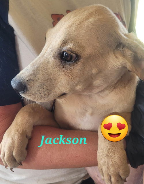 Jackson