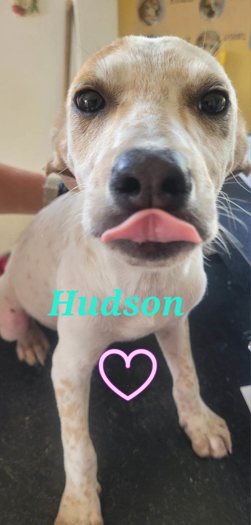 Hudson