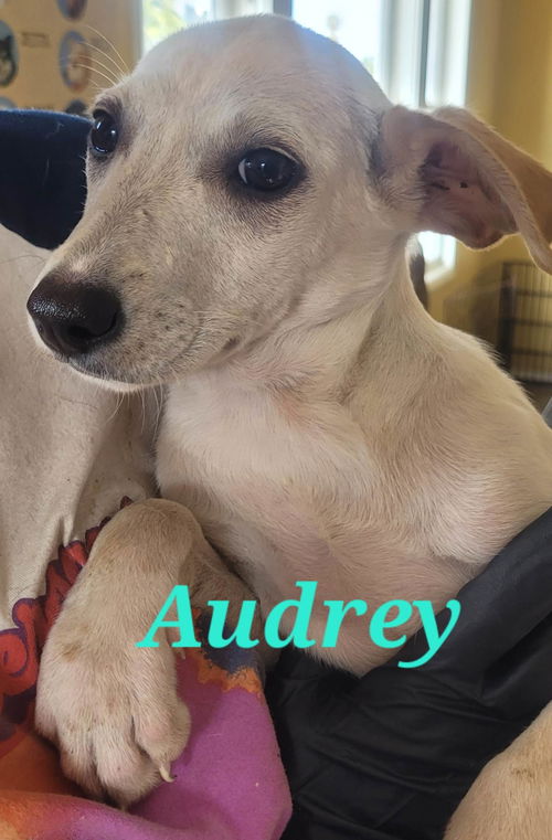 Audrey