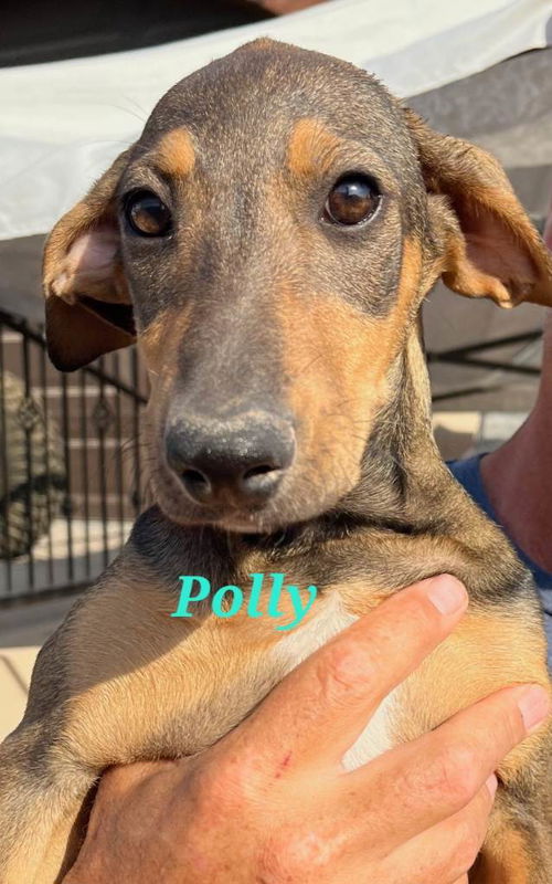 Polly