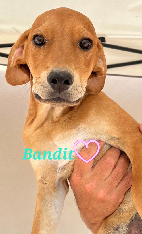 Bandit