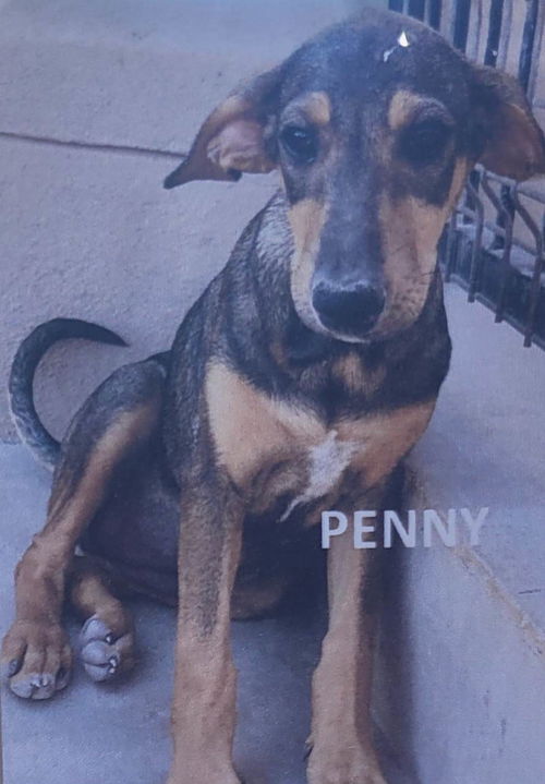 Penny