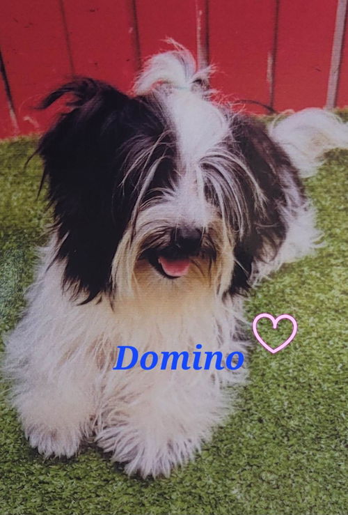 Domino