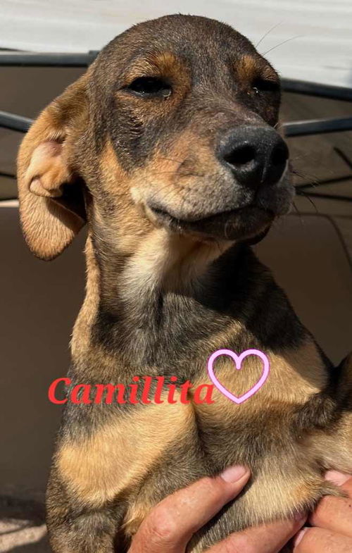 Camilita