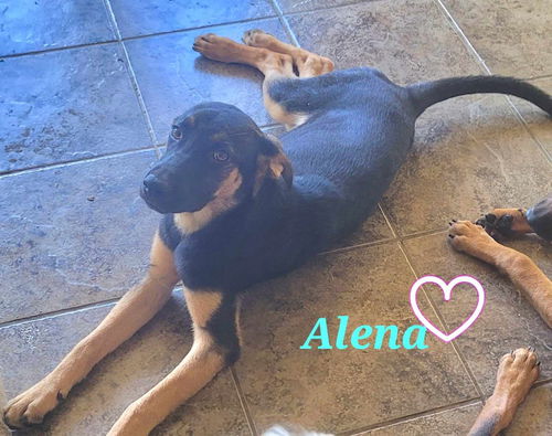 Alena