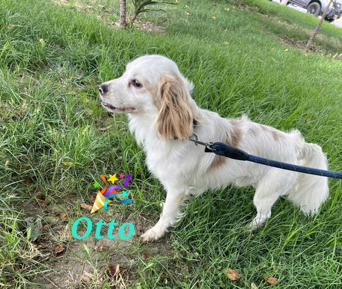 Otto