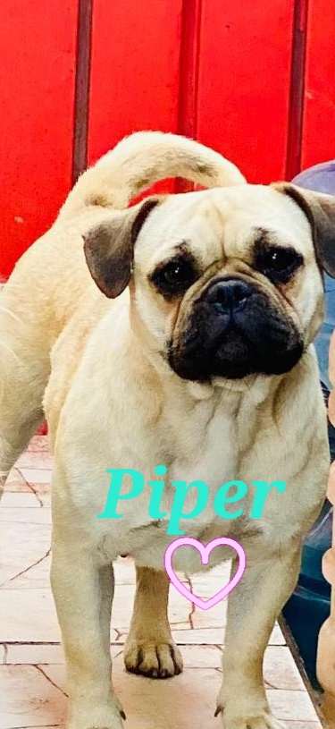 Piper