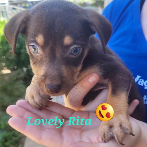 Lovely Rita