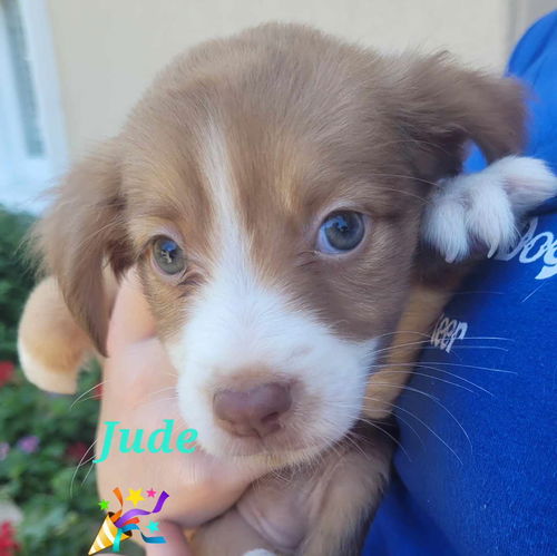 Jude