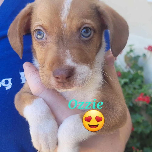 Ozzie