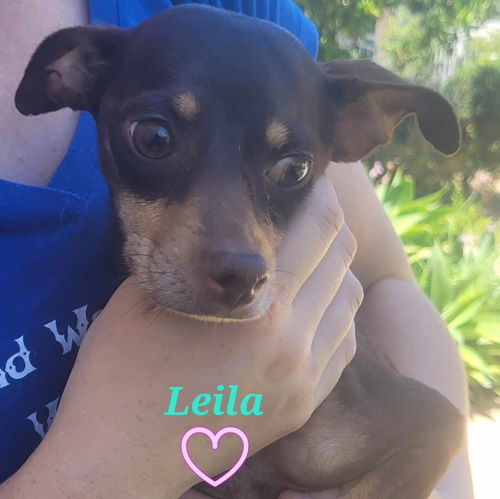 Leila